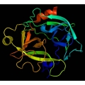 Rat Kallikrein-6 (KLK6) ELISA Kit ( Part rKLK6-Biotin) kw:  kallikrein 6, neurosin